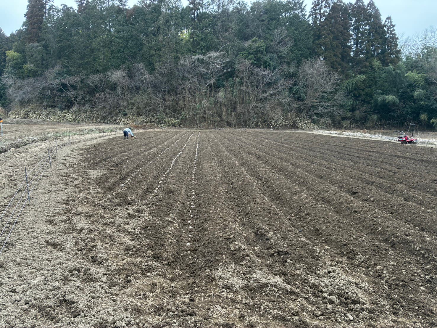 じゃがいもの植付け